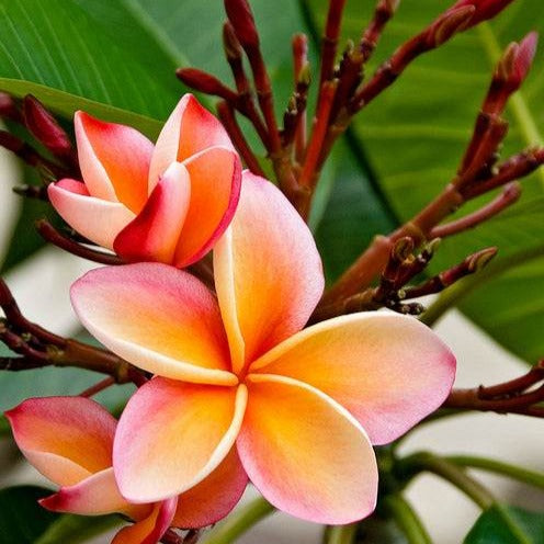 Frangipanier rouge - Plumeria Rubra Bordeau - Bakker