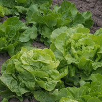 Laitue pommée Deliane - Lactuca sativa Deliane - Bakker
