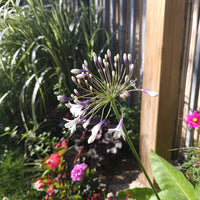 Vente Agapanthe Twister - Agapanthus Twister