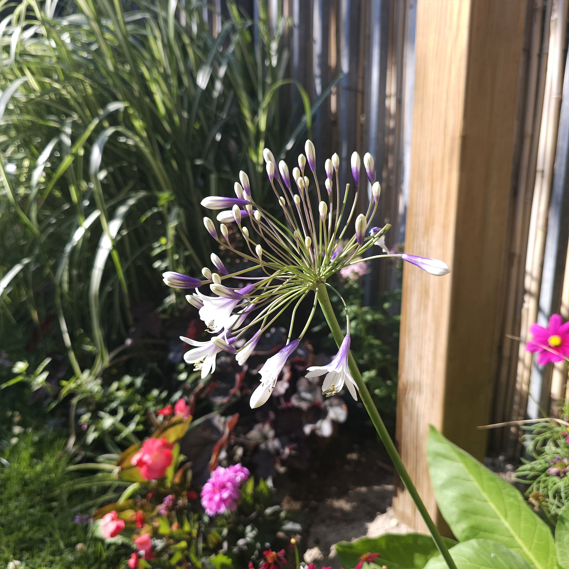 Vente Agapanthe Twister - Agapanthus Twister