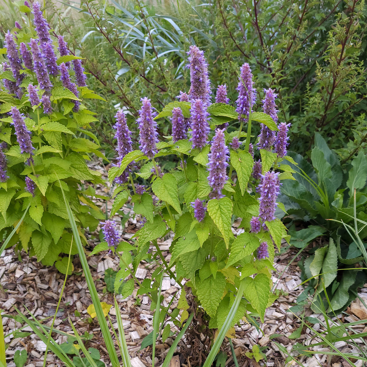 Agastache rugosa Golden Jubilee - Agastache fenouil Golden Jubilee - Agastache