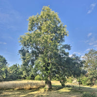 Sophora du Japon - Sophora japonica - Bakker