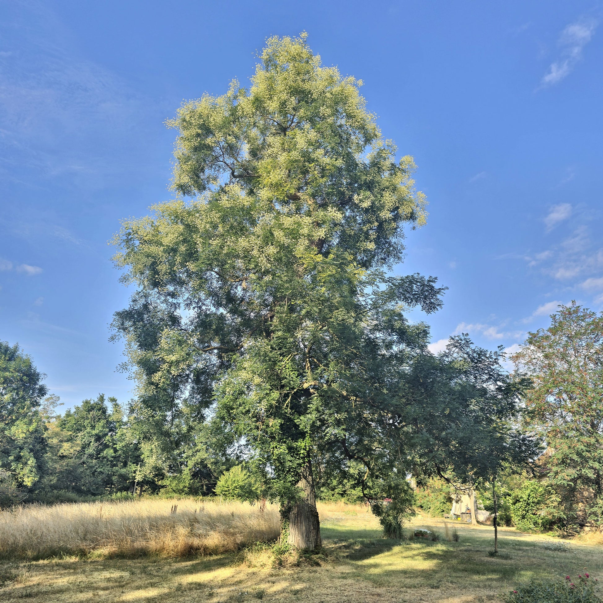 Sophora du Japon - Sophora japonica - Bakker