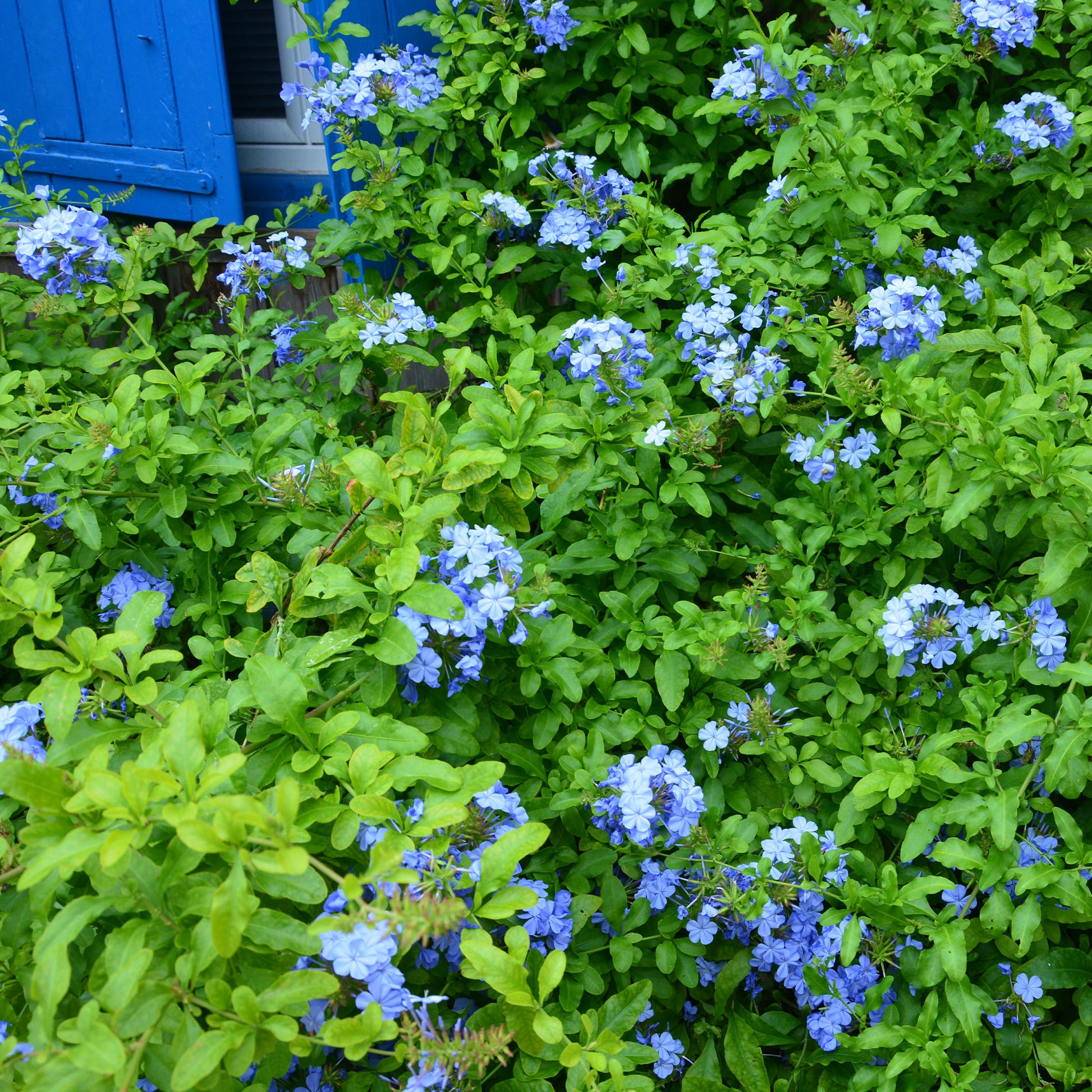 Plumbago Dark Blue - Bakker