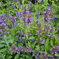 Sauges - Sauge officinale - Salvia officinalis