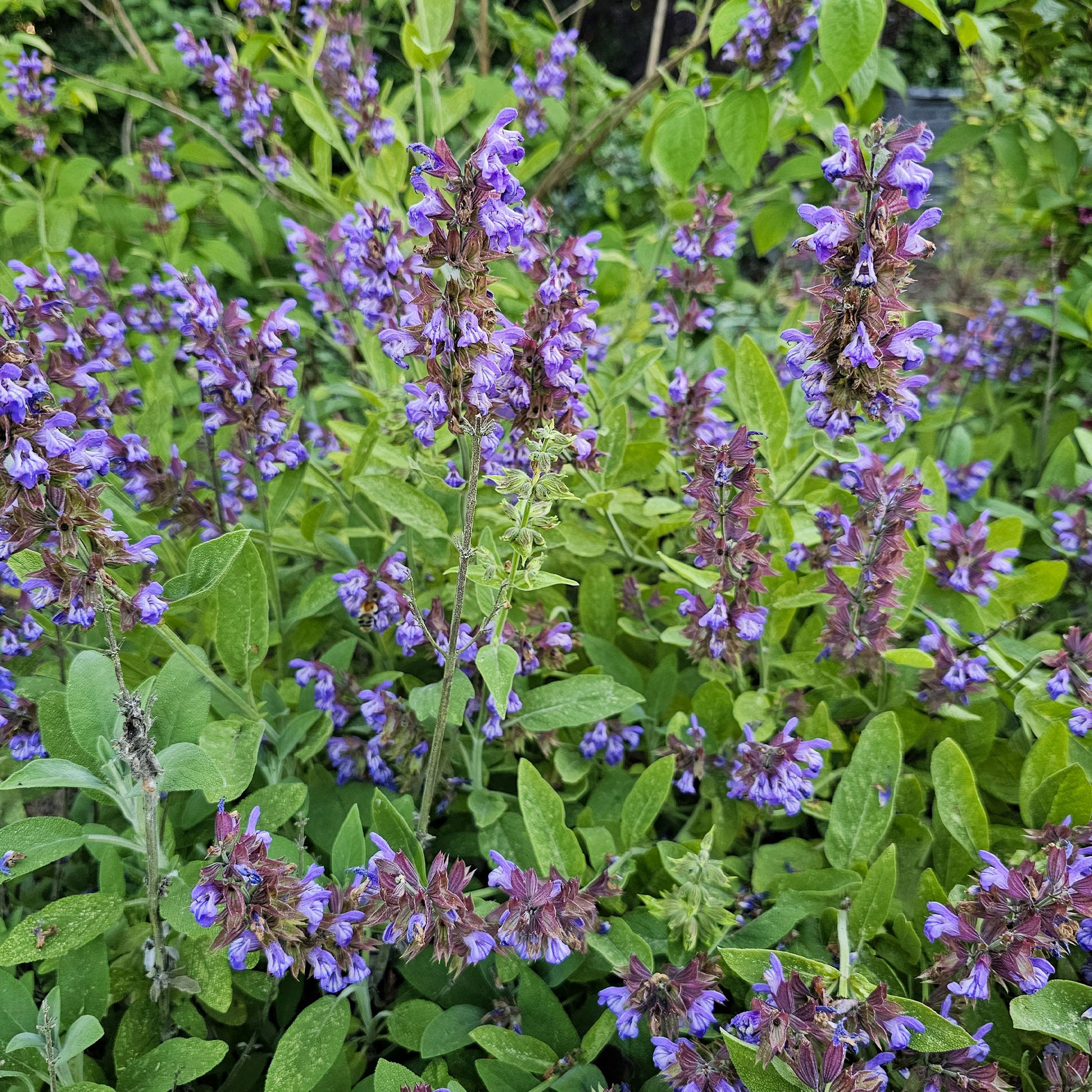 Sauges - Sauge officinale - Salvia officinalis