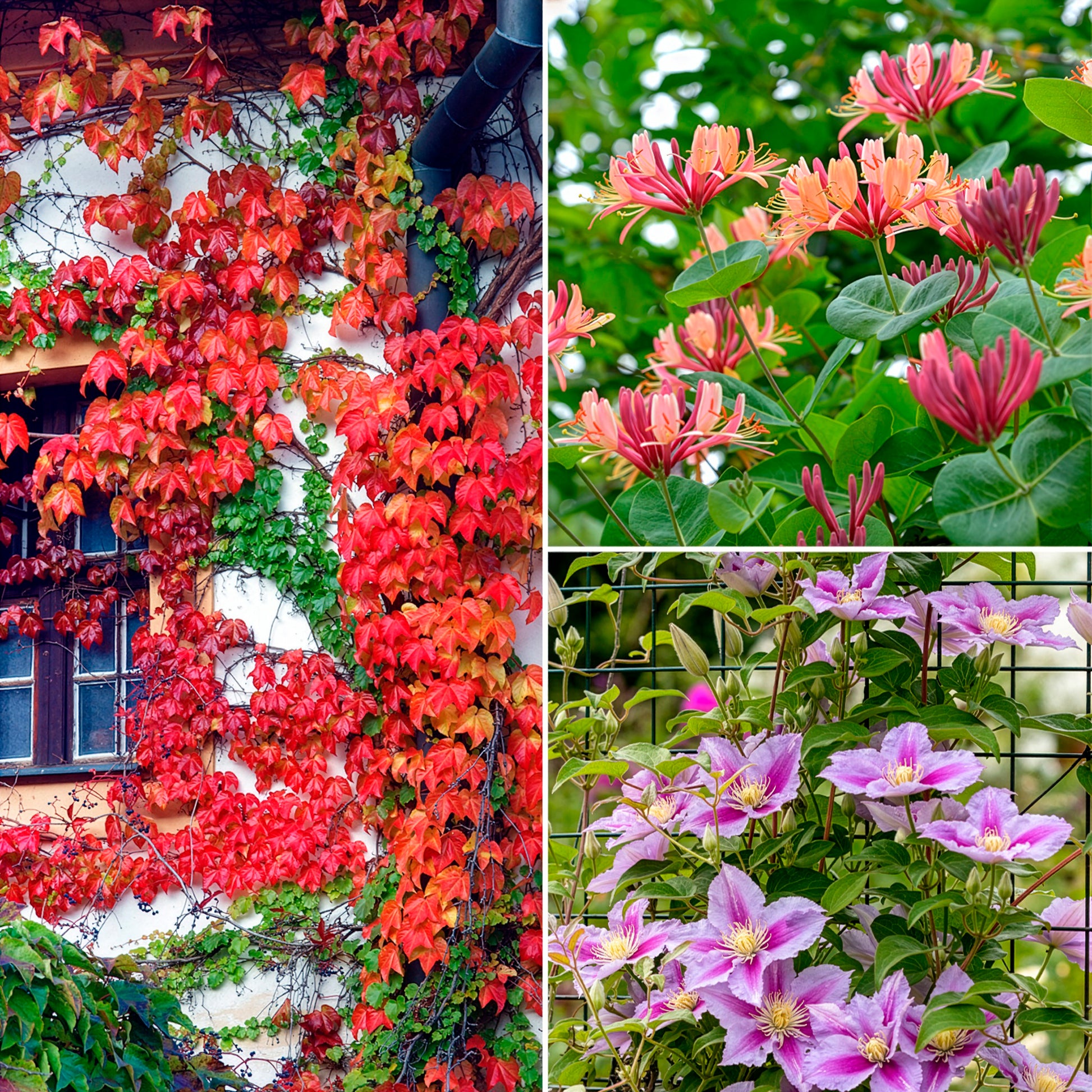 Collection de 3 grimpantes : chèvrefeuille, clématite, vigne vierge - Bakker