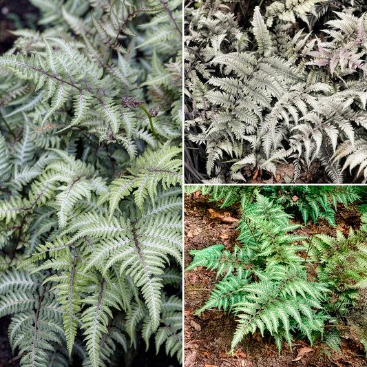 Fougères d'ombre au feuillage coloré - Bakker