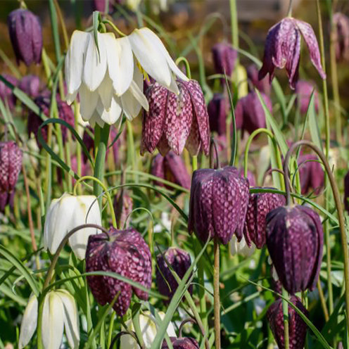 30 Fritillaires pintade en mélange - Fritillaria Meleagris - Bakker