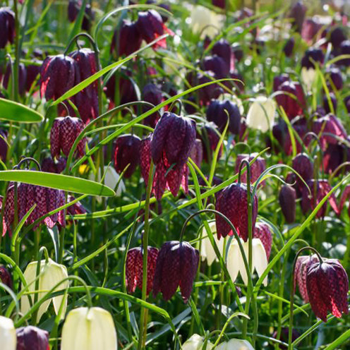 Bulbes de Fritillaria