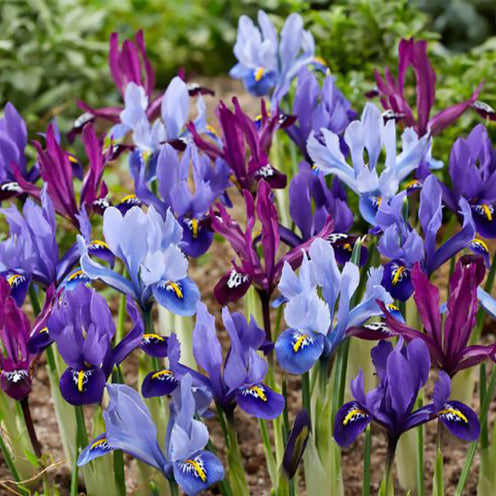 25 Iris miniatures en mélange - Bakker
