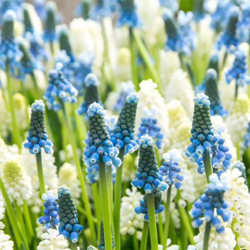 35 Muscaris bleu et blanc en mélange - Bakker