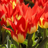 5 Tulipes 'Flames Mystery' - Tulipa Fosteriana Flames Mystery - Bakker