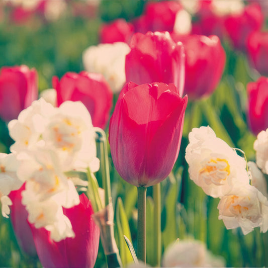 Tulipe Van Eijk & Narcisse Bridal Crown - Bakker