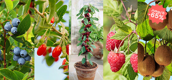 Jusqu'à -65% sur 7 variétés de fruitiers !