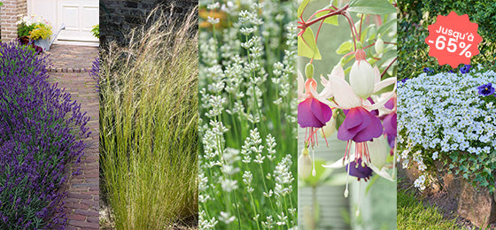 7 variétés de plantes vivaces jusqu'à -65% !