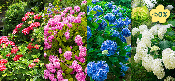 Deal du weekend : 4 hortensias à -50%