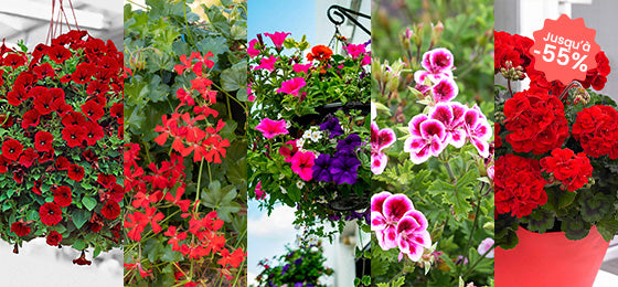 vente flash annuelles
