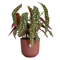 Vente Cache-pot Jazz terracotta ELHO
