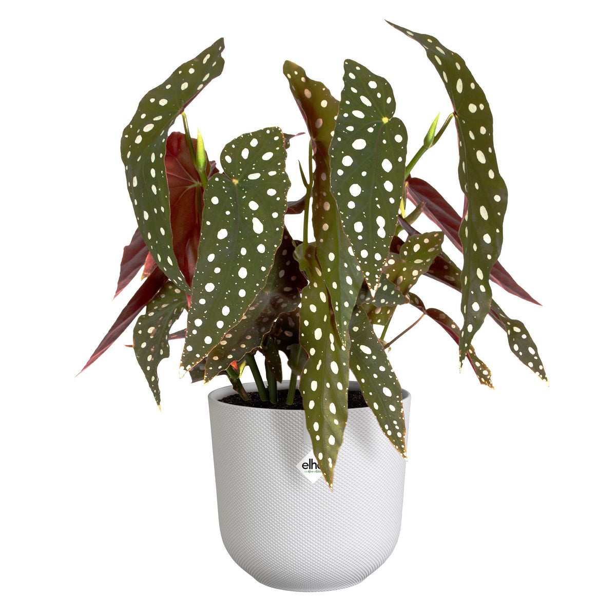 Vente Cache pot Jazz rond Blanc soie  ELHO
