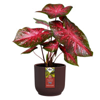 Cache-Pot The Winery collection Rouge bordeaux ELHO -  - Bakker