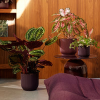  - Cache-Pot The Winery collection Rouge bordeaux ELHO - Pots d'intérieur et cache-pots