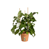  - Pot de culture Green Basics Terre cuite - Pots d'extérieur