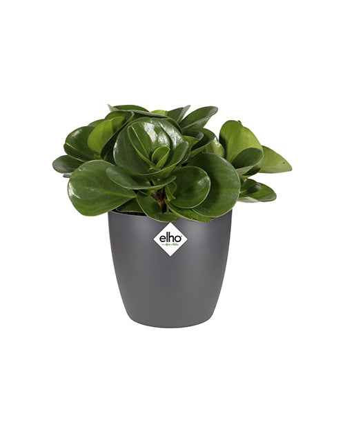 Elho Pot Brussels rond anthracite -  - Bakker