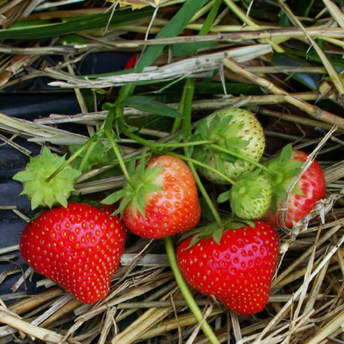 Fraisier Sonata - Fragaria x ananassa Sonata - Bakker