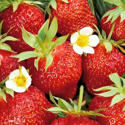 Fraisier remontant Ostara - Bakker
