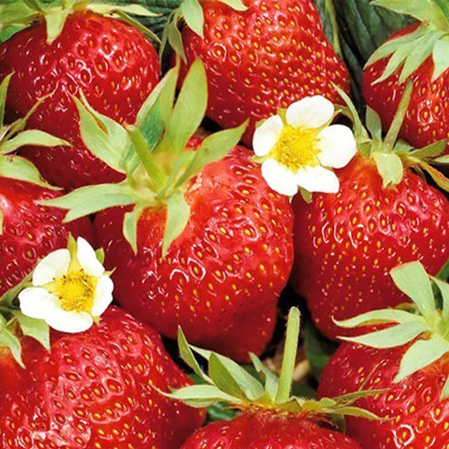 Fraisier remontant Ostara - Bakker