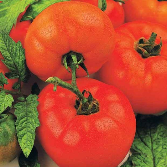 Tomate 'Saint Pierre' - Solanum lycopersicum saint pierre - Potager