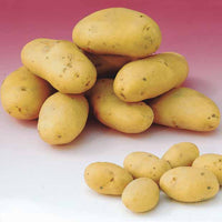 Pomme de terre Caesar (1,5 kg) - Solanum tuberosum  caesar - Légumes