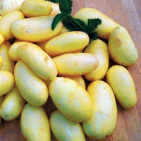 25 Pommes de terre Jazzy - Solanum tuberosa jazzy - Légumes