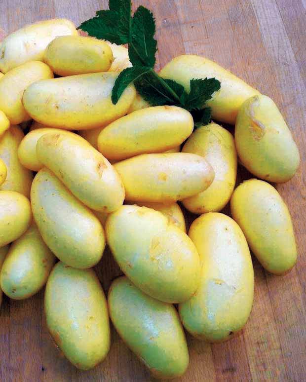 25 Pommes de terre Jazzy - Solanum tuberosa jazzy - Légumes