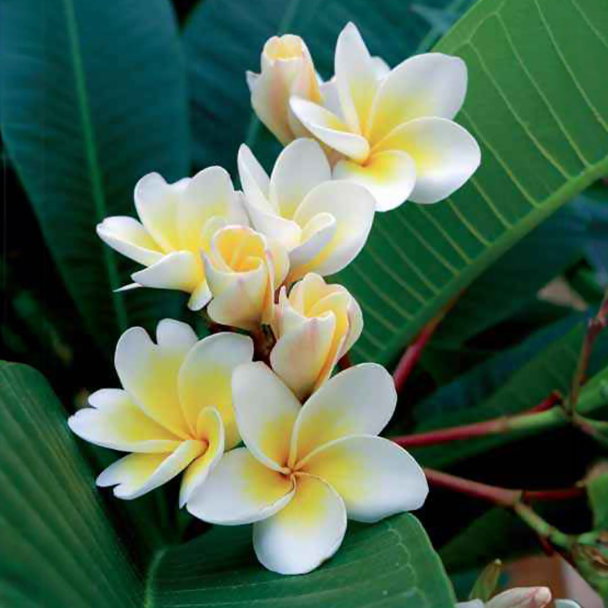Frangipanier - Frangipanier - Plumeria - Bakker