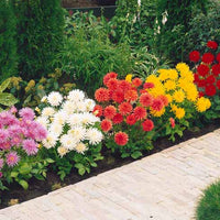 Dahlia cactus nain Yellow Happiness