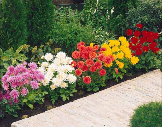 Dahlia cactus nain Yellow Happiness