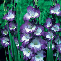 Gladiolus 'nori', 'green star', 'manteca', after s