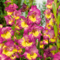 Glaïeuls pour un jardin multicolore en mélange - Gladiolus 'nori', 'green star', 'manteca', after s - Bulbes à fleurs