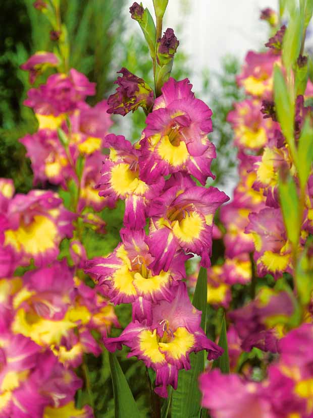 Glaïeuls pour un jardin multicolore en mélange - Gladiolus 'nori', 'green star', 'manteca', after s - Bulbes à fleurs