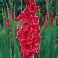 Glaïeuls pour un jardin multicolore en mélange - Gladiolus 'nori', 'green star', 'manteca', after s - Bulbes d'été