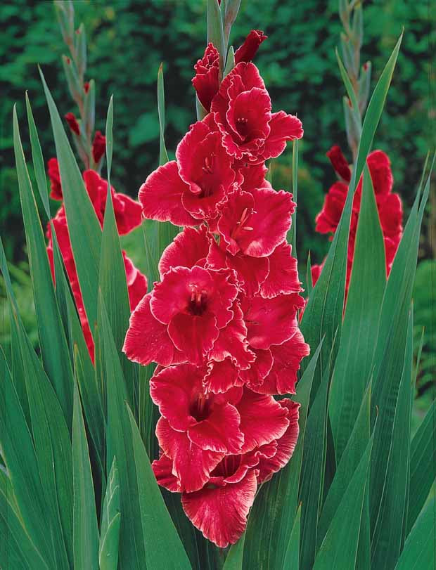 Glaïeuls pour un jardin multicolore en mélange - Gladiolus 'nori', 'green star', 'manteca', after s - Bulbes d'été