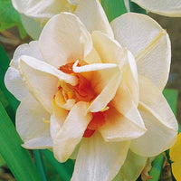 Narcisse à fleurs doubles Acropolis - Narcissus acropolis - Bulbes à fleurs
