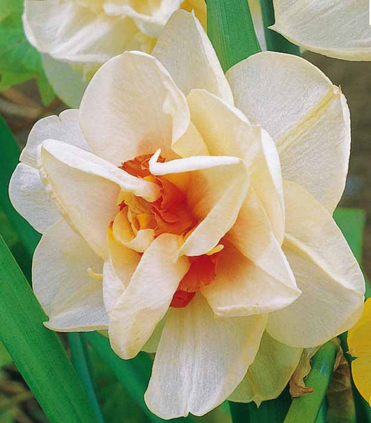 Narcisse à fleurs doubles Acropolis - Narcissus acropolis - Bulbes à fleurs