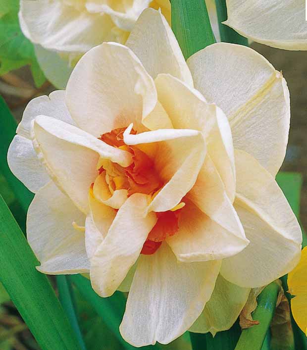 Narcisse à fleurs doubles Acropolis - Narcissus acropolis - Narcisses
