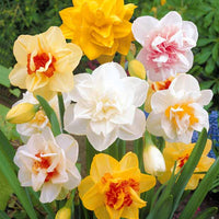 Narcisse à fleurs doubles Acropolis - Narcissus acropolis - Bulbes de printemps