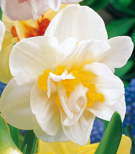 Narcisse à fleurs doubles White Lion - Narcissus white lion - Bulbes à fleurs