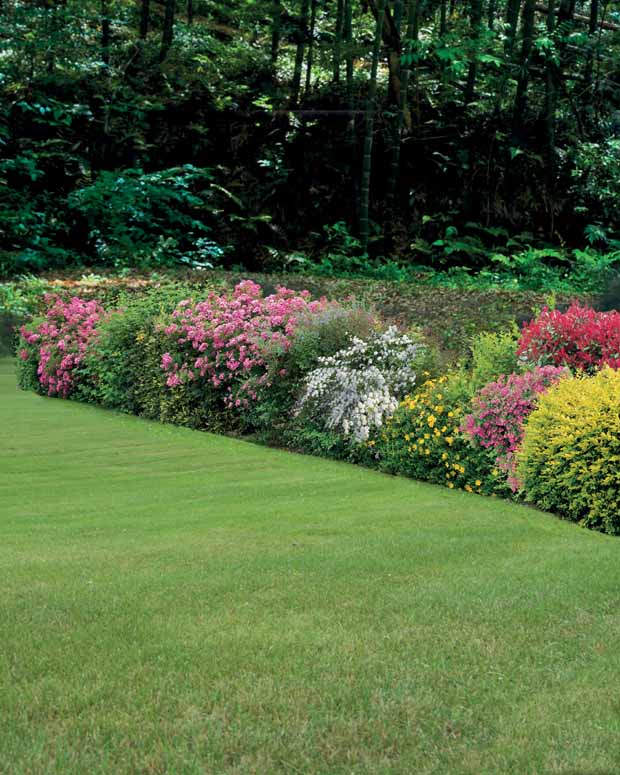 Collection Haie fleuries d'été - 6 arbustes - Hypericum, spiraea, ligustrum aureum, caryopteris, - Plantes d'extérieur