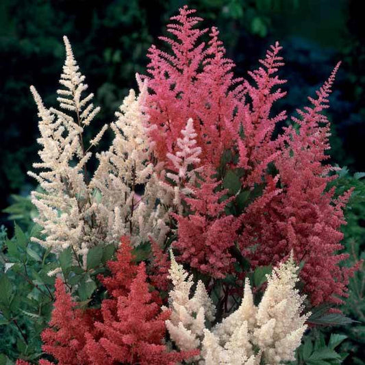 2 Astilbes en mélange